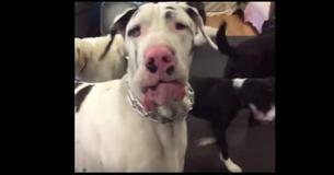 The Cutest Reunion Between Dog And Owner The Cutest Reunion Between Dog And Owner