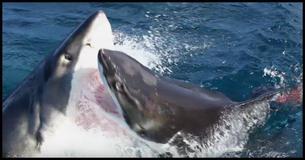 Stunning Footage Of Two White Sharks Attacking One Another Will Make Your Palms Sweat Stunning Footage Of Two White Sharks Attacking One Another Will Make Your Palms Sweat