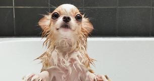 26 Painfully Cute Pictures of Puppies Taking A Bath 26 Painfully Cute Pictures of Puppies Taking A Bath