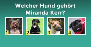 Kannst du diese goldigen Hunde ihren berühmten Besitzern zuordnen? Kannst du diese goldigen Hunde ihren berühmten Besitzern zuordnen?
