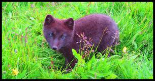 This Rescued Baby Fox Loves His New Best Friend - A Stuffed Toy! This Rescued Baby Fox Loves His New Best Friend - A Stuffed Toy!