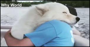 Animals Hugging Humans Best Video Compilations Of 2017 Animals Hugging Humans Best Video Compilations Of 2017