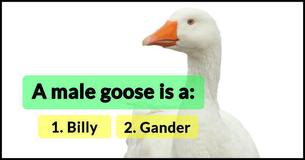 Only Americans With A PhD Passed This Animal Vocabulary Test. Can You? Only Americans With A PhD Passed This Animal Vocabulary Test. Can You?