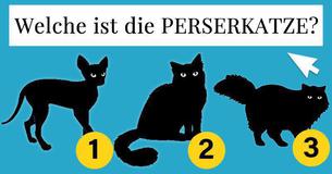 Nur 1er von 15 echten Katzenliebhabern kann alle diese Katzenrassen erkennen Nur 1er von 15 echten Katzenliebhabern kann alle diese Katzenrassen erkennen