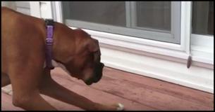 Their Pup Is Acting Strange Around Window, Family Takes Closer Look And Eyes Go Wide Their Pup Is Acting Strange Around Window, Family Takes Closer Look And Eyes Go Wide
