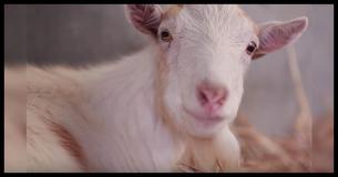 Heartbroken Goat Refuses To Eat For 6 Days, Then Rescuers Discover Why He's So Depressed Heartbroken Goat Refuses To Eat For 6 Days, Then Rescuers Discover Why He's So Depressed