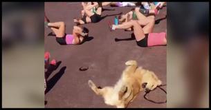 When This Dog Saw His Owner Working Out, He Started Leading The Class And The Results Were Hilarious When This Dog Saw His Owner Working Out, He Started Leading The Class And The Results Were Hilarious