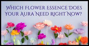 Which Flower Essence Does Your Aura Need Right Now? Which Flower Essence Does Your Aura Need Right Now?