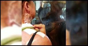 An Orangutan Uncharacteristically Asks A Lady To Remove Her Bandages To See What's Underneath An Orangutan Uncharacteristically Asks A Lady To Remove Her Bandages To See What's Underneath