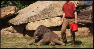 Elephant Can't Wake Her Baby, But Then The Keepers Step In Elephant Can't Wake Her Baby, But Then The Keepers Step In