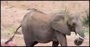 This Tourist Saw Something Incredibly Rare During His Safari This Tourist Saw Something Incredibly Rare During His Safari