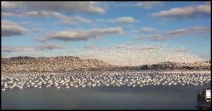 Man Spots 10,000 Birds Assembled On Beach He Starts Recording Just At The Right Time Man Spots 10,000 Birds Assembled On Beach He Starts Recording Just At The Right Time