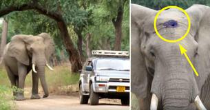 Elefant som ble skutt i hodet av krypskyttere går mot leger for å be om hjelp. Se hva som skjer Elefant som ble skutt i hodet av krypskyttere går mot leger for å be om hjelp. Se hva som skjer