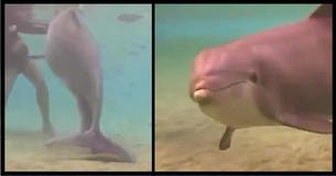 Diver Is Puzzled By Dolphin's Unusual Behavior So He Swims Closer And His Jaw Drops Diver Is Puzzled By Dolphin's Unusual Behavior So He Swims Closer And His Jaw Drops
