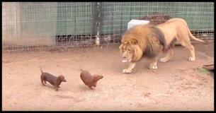 Tiny Wiener Dogs Run Into Lion’s Cage. But What The Lion Does Next Has Keepers Dumbfounded Tiny Wiener Dogs Run Into Lion’s Cage. But What The Lion Does Next Has Keepers Dumbfounded