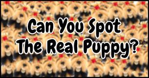 Can You Spot The Real Puppy In Less Than 5 Seconds? Can You Spot The Real Puppy In Less Than 5 Seconds?