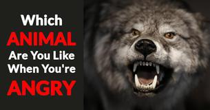Which Animal Are You Like When You're Angry? Which Animal Are You Like When You're Angry?