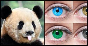 Choose Between These Adorable Animals, And We'll Tell You The Color Of Your Soulmate's Eyes Choose Between These Adorable Animals, And We'll Tell You The Color Of Your Soulmate's Eyes