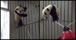 This Adorable Panda Attempting To Walk A Tightrope Is All Of Us This Adorable Panda Attempting To Walk A Tightrope Is All Of Us