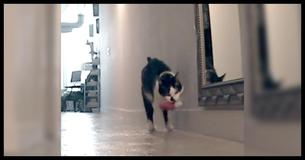 Kitty Gets Really Upset When Owner Goes To Work, And Our Hearts Are Melting Kitty Gets Really Upset When Owner Goes To Work, And Our Hearts Are Melting