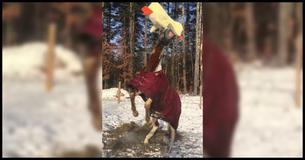 Horse Completely Freaks Out When He Finds A New Yellow Duck Toy Inside His Gate Horse Completely Freaks Out When He Finds A New Yellow Duck Toy Inside His Gate