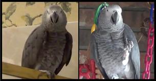 Hungry Parrot Reminds Owner It's Dinner Time In The Most Hilarious Fashion Hungry Parrot Reminds Owner It's Dinner Time In The Most Hilarious Fashion