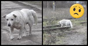 Scared Dog With A Broken Heart Found Roaming Near Train Tracks Is Rescued Just In Time Scared Dog With A Broken Heart Found Roaming Near Train Tracks Is Rescued Just In Time