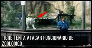 Tigre Branco Persegue E Caça Funcionário Do Zoológico Tigre Branco Persegue E Caça Funcionário Do Zoológico
