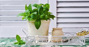 Place peppermint plants in your house and say goodbye to spiders, mice, and other unwanted pests Place peppermint plants in your house and say goodbye to spiders, mice, and other unwanted pests