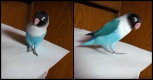 No One Believed What His Parrot Does When Her Favorite Irish Song Comes On. So He Filmed This No One Believed What His Parrot Does When Her Favorite Irish Song Comes On. So He Filmed This