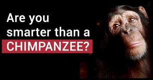 This Animal Quiz Will Determine If Your IQ Is Higher Than A Chimpanzee This Animal Quiz Will Determine If Your IQ Is Higher Than A Chimpanzee