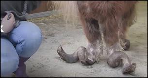 You'll Be Heartbroken When You See The Condition This Pony Was Found In You'll Be Heartbroken When You See The Condition This Pony Was Found In