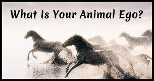 These 7 Questions Will Reveal Your Animal Ego These 7 Questions Will Reveal Your Animal Ego