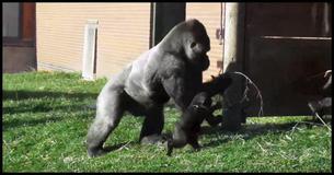Rowdy Baby Gorilla viene rimproverato dal papà davanti ai visitatori dello zoo Rowdy Baby Gorilla viene rimproverato dal papà davanti ai visitatori dello zoo