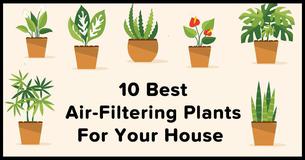 10 Plants That Can Filter The Air In Your House According To NASA 10 Plants That Can Filter The Air In Your House According To NASA