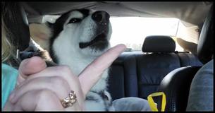 Adorable Alaskan Malamute Just Wants To Join The Girl Talk In The Car Adorable Alaskan Malamute Just Wants To Join The Girl Talk In The Car