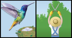 Experts Beg Gardeners To Look For Hummingbird Eggs Before They Prune Experts Beg Gardeners To Look For Hummingbird Eggs Before They Prune