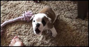 This Tiny Bulldog Swears She's Tough, So She Hysterically Proves Her Point When Camera Starts Recording This Tiny Bulldog Swears She's Tough, So She Hysterically Proves Her Point When Camera Starts Recording
