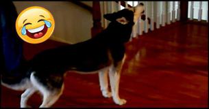 Mishka The Husky Is One Pretty Dog, But Is She Stupid? You'll Cry From Laughing At Her Answer Mishka The Husky Is One Pretty Dog, But Is She Stupid? You'll Cry From Laughing At Her Answer