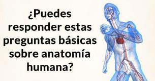 ¿Puedes responder estas preguntas básicas sobre anatomía humana? ¿Puedes responder estas preguntas básicas sobre anatomía humana?