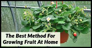 Top Gardener Reveals How This Way Of Growing Fruits At Home Can Save You Money Top Gardener Reveals How This Way Of Growing Fruits At Home Can Save You Money