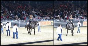 Horse Hears His Favorite Song And Leaves Everyone In The Crowd Awestruck Horse Hears His Favorite Song And Leaves Everyone In The Crowd Awestruck