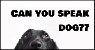 How Well Do You Understand Dog Body Language? How Well Do You Understand Dog Body Language?
