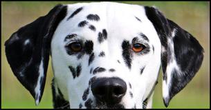 12 Dogs With Unique Markings 12 Dogs With Unique Markings