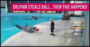 Little Boy Is Playing With Ball When A Dolphin Swims Over. Mom Grabbed Camera When THIS Happened Little Boy Is Playing With Ball When A Dolphin Swims Over. Mom Grabbed Camera When THIS Happened