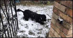 Dog Has Never Seen Snow. Footage Is One Of Its Kind Because The Reaction Is Lighting Up The Internet Dog Has Never Seen Snow. Footage Is One Of Its Kind Because The Reaction Is Lighting Up The Internet