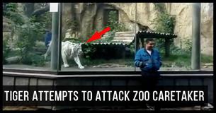 White Tiger Stalks And Hunts Unsuspecting Zoo Caretaker White Tiger Stalks And Hunts Unsuspecting Zoo Caretaker