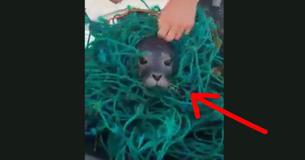 This Video Of A Fisherman Rescuing A Seal Pup Will Cure Your Afternoon Slump This Video Of A Fisherman Rescuing A Seal Pup Will Cure Your Afternoon Slump