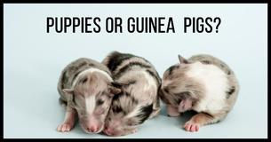 Can You Identify The Tiny New Born Animal? Can You Identify The Tiny New Born Animal?