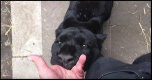 Panther Shows Thanks To Its Rescuer By Biting His Finger Panther Shows Thanks To Its Rescuer By Biting His Finger